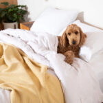 Dog lying on bed, curled up in duvet.