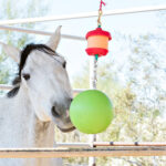 Horse playing with ball toy and treat on chain.