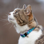 Cat wearing collar with little bell.