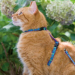 Cat wearing blue harness and leash.