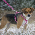 Cat wearing pink harness and leash.